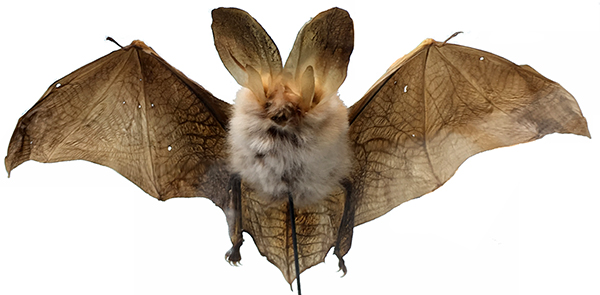 Braunes Langohr (Plecotus auritus)